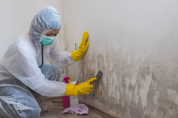 Best Commercial Mold Inspection  in Pearland, TX