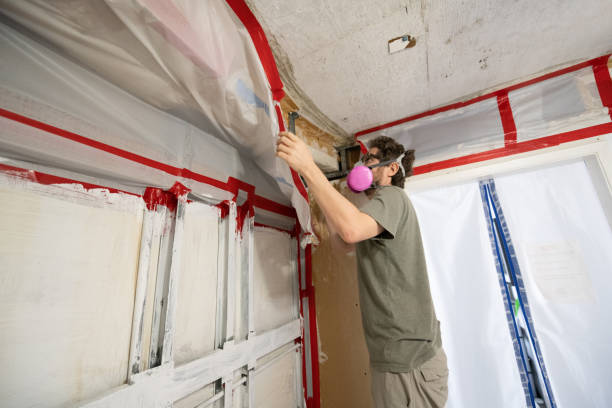 Best Basement Mold Removal  in Pearland, TX