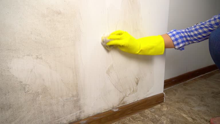Best Water Damage & Mold Remediation  in Pearland, TX