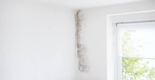 Best Asbestos and Lead Testing During Mold Inspection  in Pearland, TX