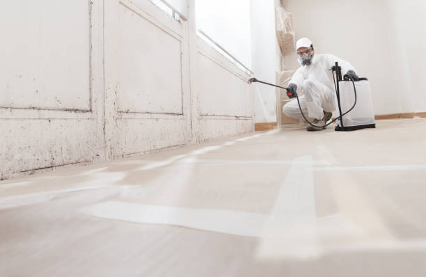 Best Mold Damage Restoration  in Pearland, TX