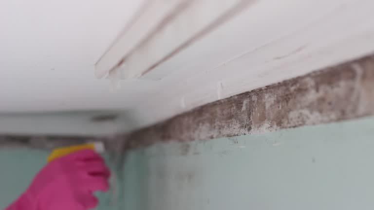 Mold Remediation for Vacation Homes in Pearland, TX